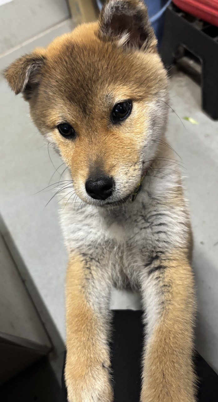 新しい仲間が加わりました